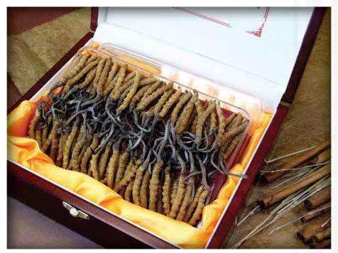 双滦冬虫夏草回收